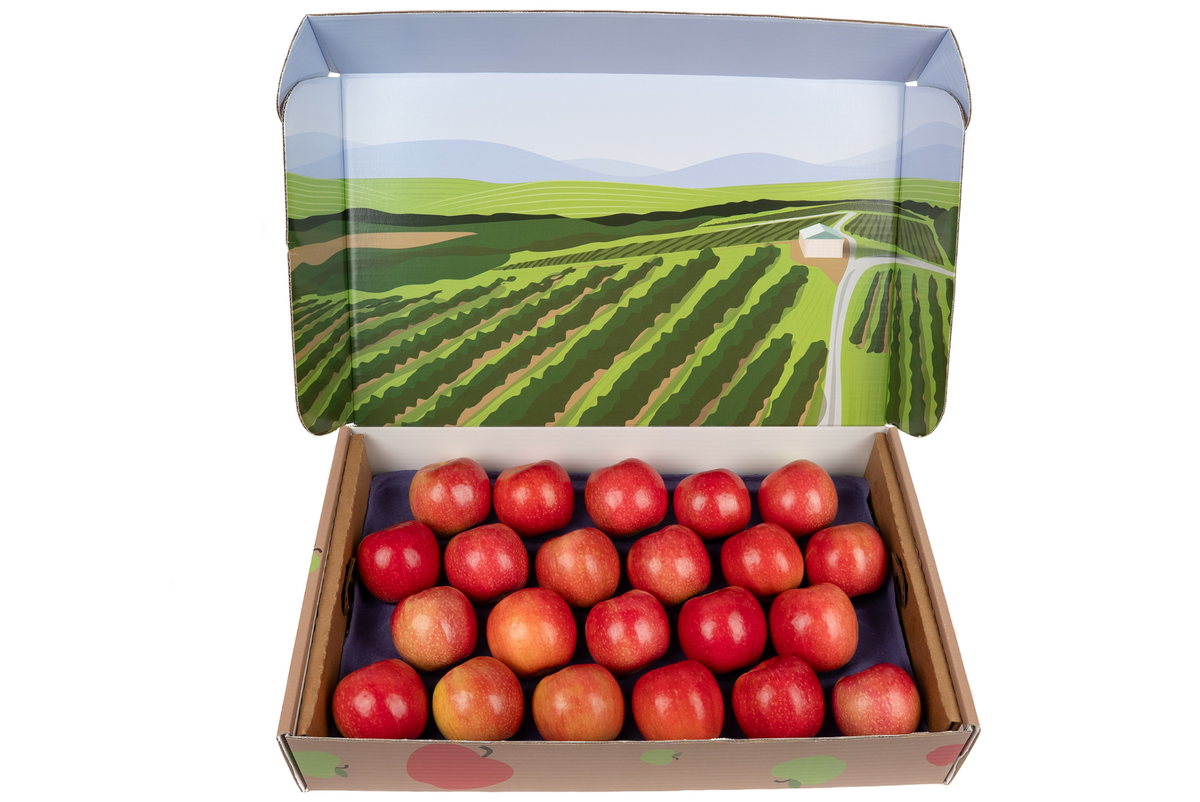 IGIN APPLEGIN ホリデースペシャル Edition BOX pink IGIN APPLE GIN ホリデースペシャルEdition BOX ピンク IGIN APPLE GIN