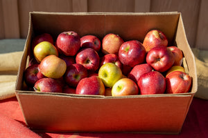 Apples - Bushel