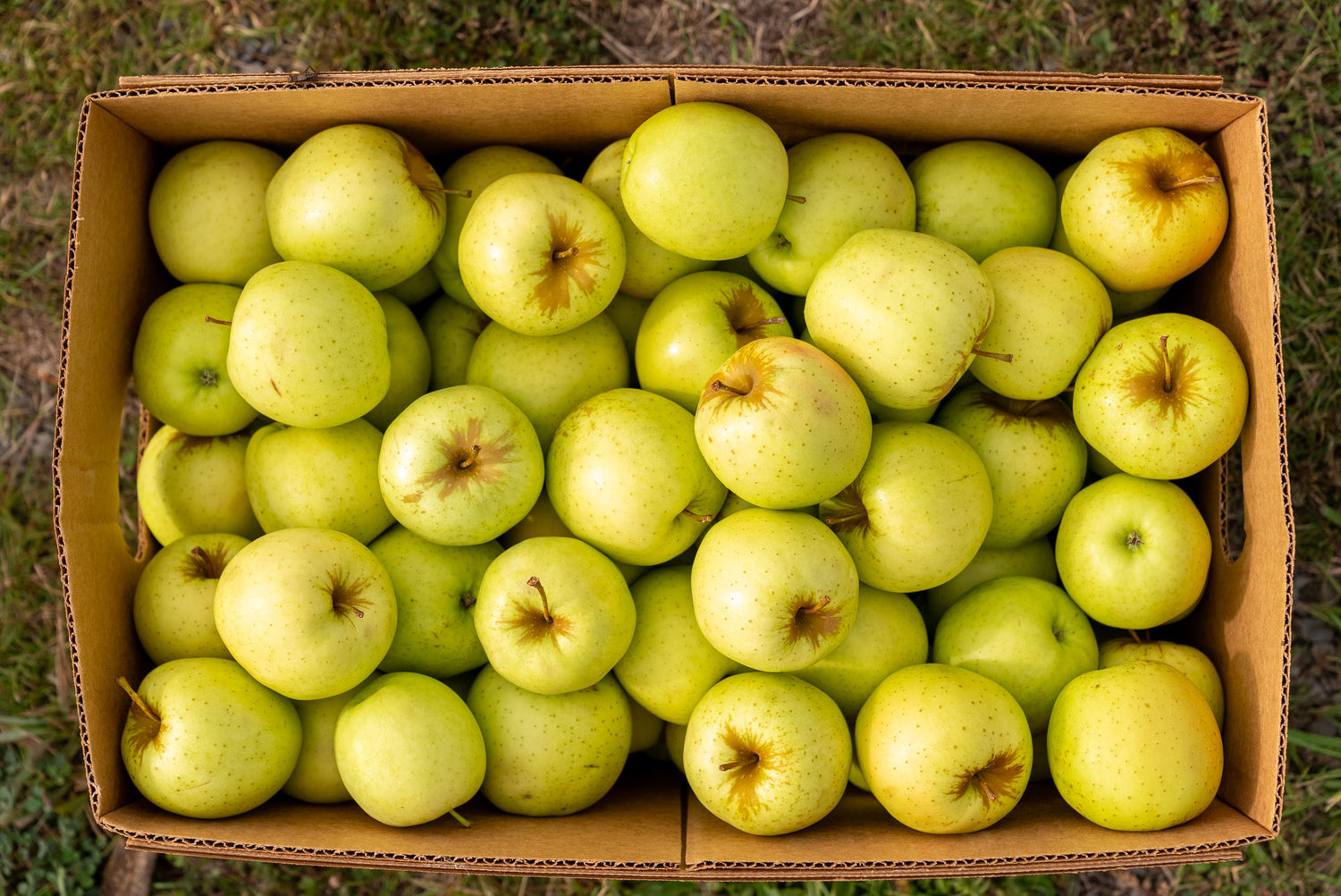 golden delicious