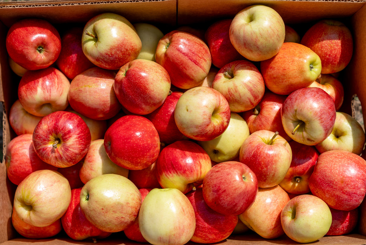 york apple recipe