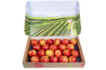 Honeycrisp