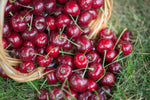 Red Sour Cherry Quart Flat
